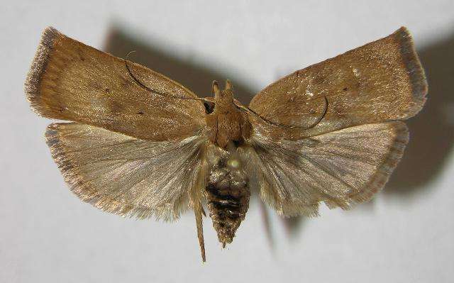 大米生虫子飞蛾处理小诀窍,怎么样预防大米生虫