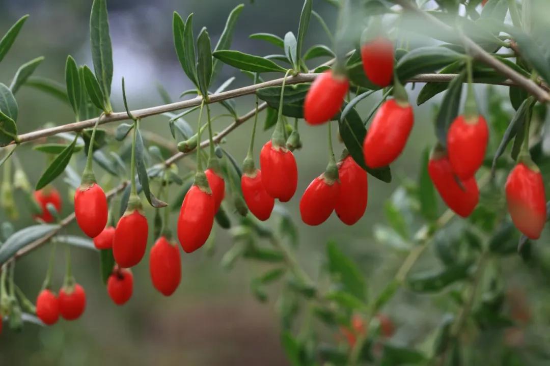 硬核整理!高清中药教材原植物彩*图色**谱(四期)