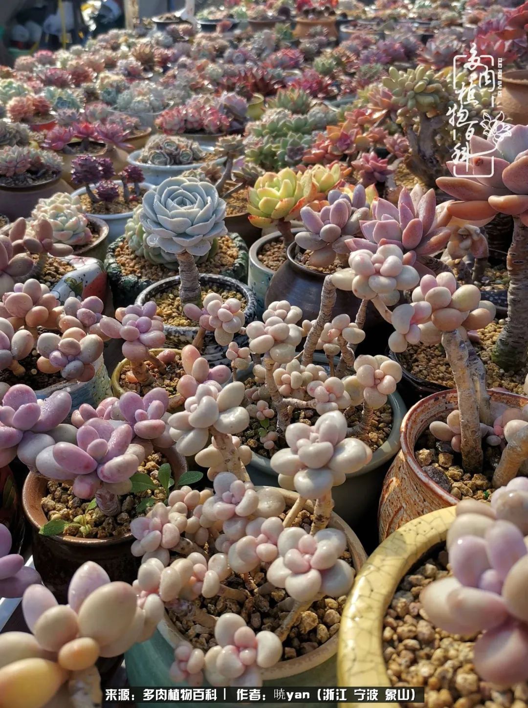 多肉初级入坑者,入坑多肉