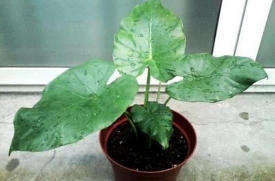 滴水观音夏天怎么养,滴水观音冬天养殖方法和注意事项