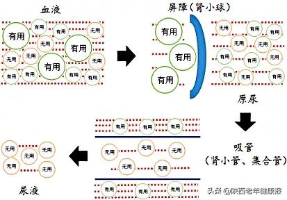尿液存在身体哪个器官,尿液可以知道身体哪些情况