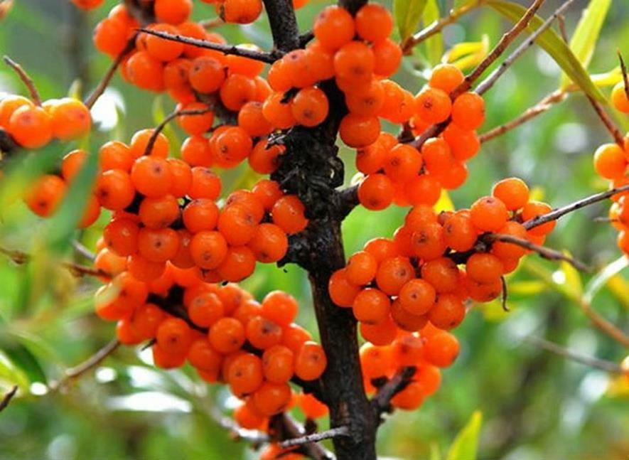 百种味道的果子,四季百种果子图片