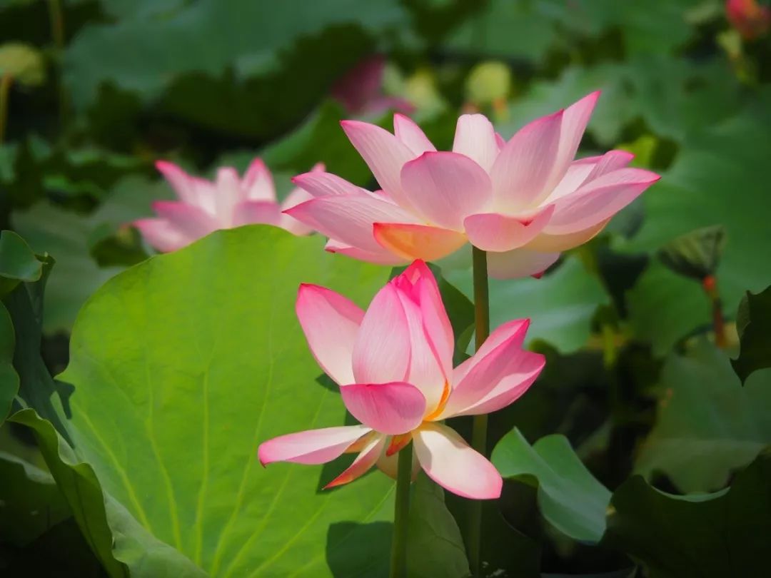 秦伯未怎么退热,中医泰斗秦伯未常用退热十法