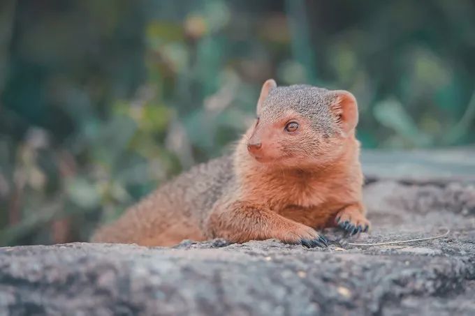 坦桑尼亚之旅,坦桑尼亚东非草原
