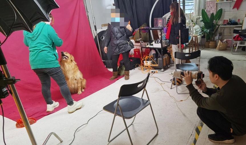 宠物写真多少钱,宠物写真照推荐