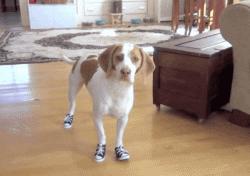 保护狗狗不会被蜜蜂蛰,保护狗狗不忍受蜜蜂伤害