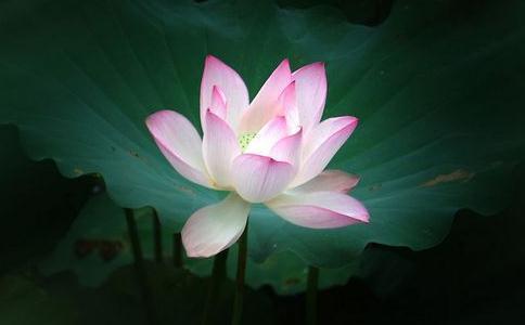 什么人才是真正开悟的人,怎样才是真正的开悟