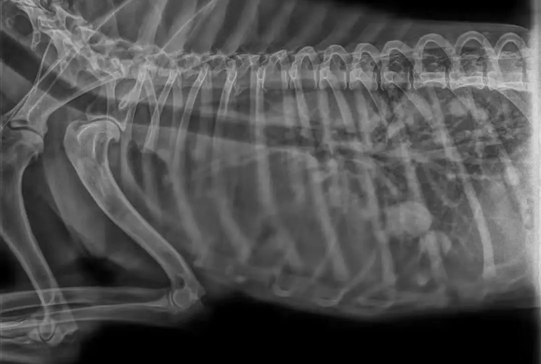 震惊！原来狗狗也会患乳腺肿瘤，宠物家长该怎么样