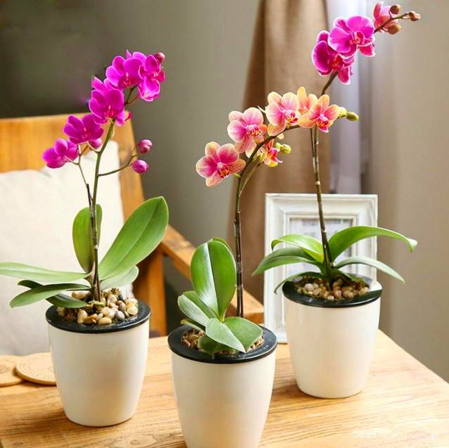 蝴蝶兰不用水苔只用石头,新手入门蝴蝶兰买了二十多盆了