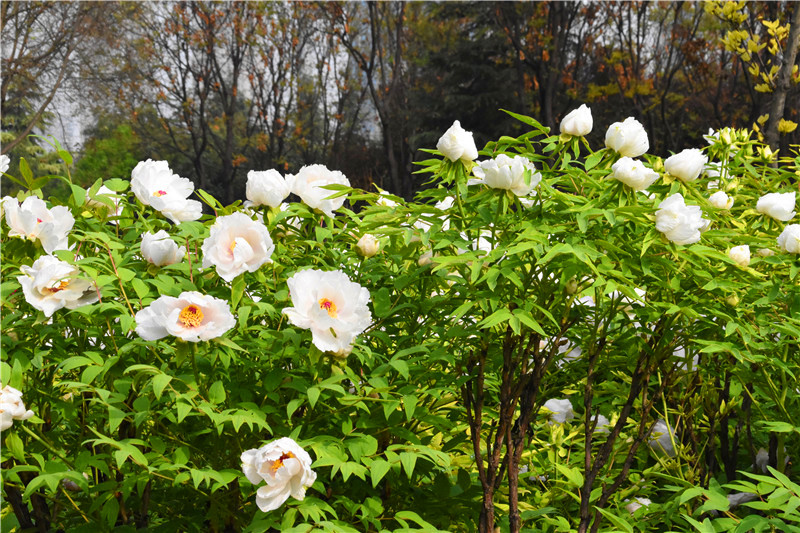 西安牡丹苑,西安牡丹苑小区