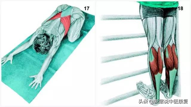 搏击肌肉拉伸图谱,最全的肌肉拉伸图谱