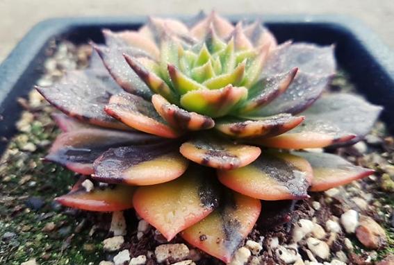 怎么能让多肉出锦,怎么让多肉出锦