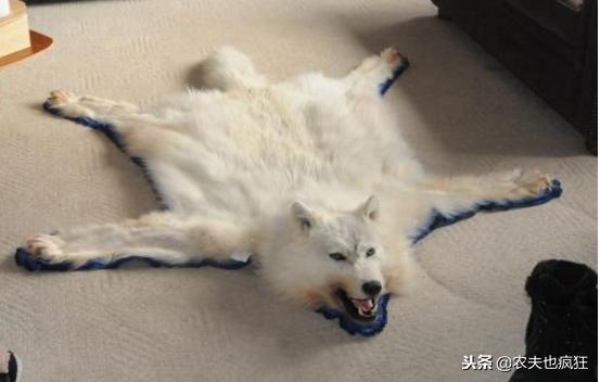 在农村，为什么以前有人常把动物皮钉在墙上？有什么讲究？