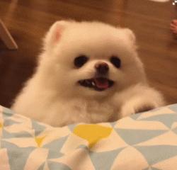 博美犬泪痕怎么消除,博美犬去除泪痕什么最有效