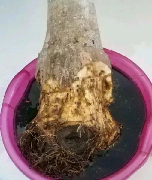 栀子花月季花叶子发黄有黑斑点,茉莉栀子花叶子发黄怎么办