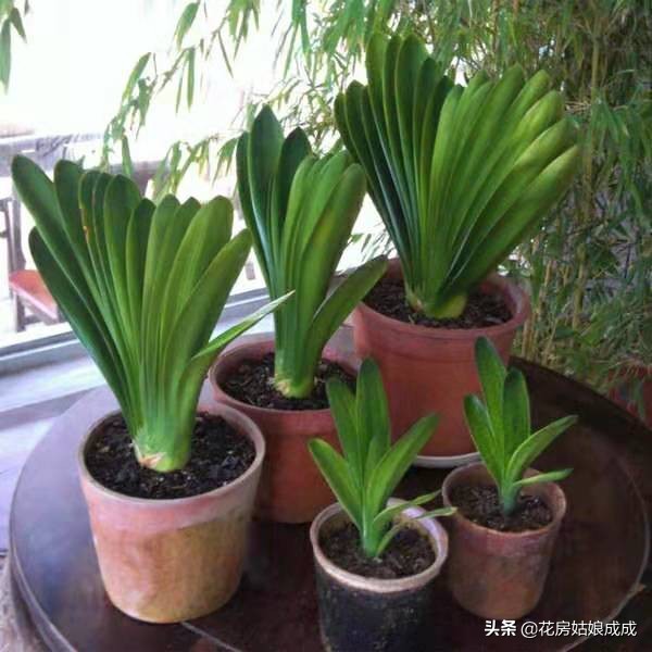 君子兰换盆时间春季好还是秋季好,君子兰什么季节换盆最好养