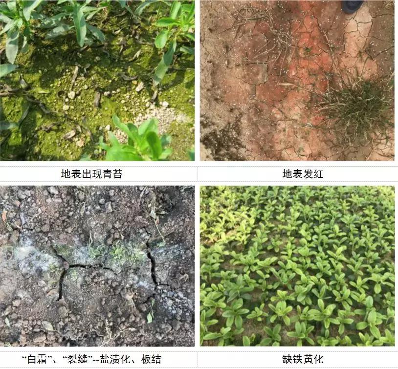 【金甜菊】：一株甜叶菊的生死之战