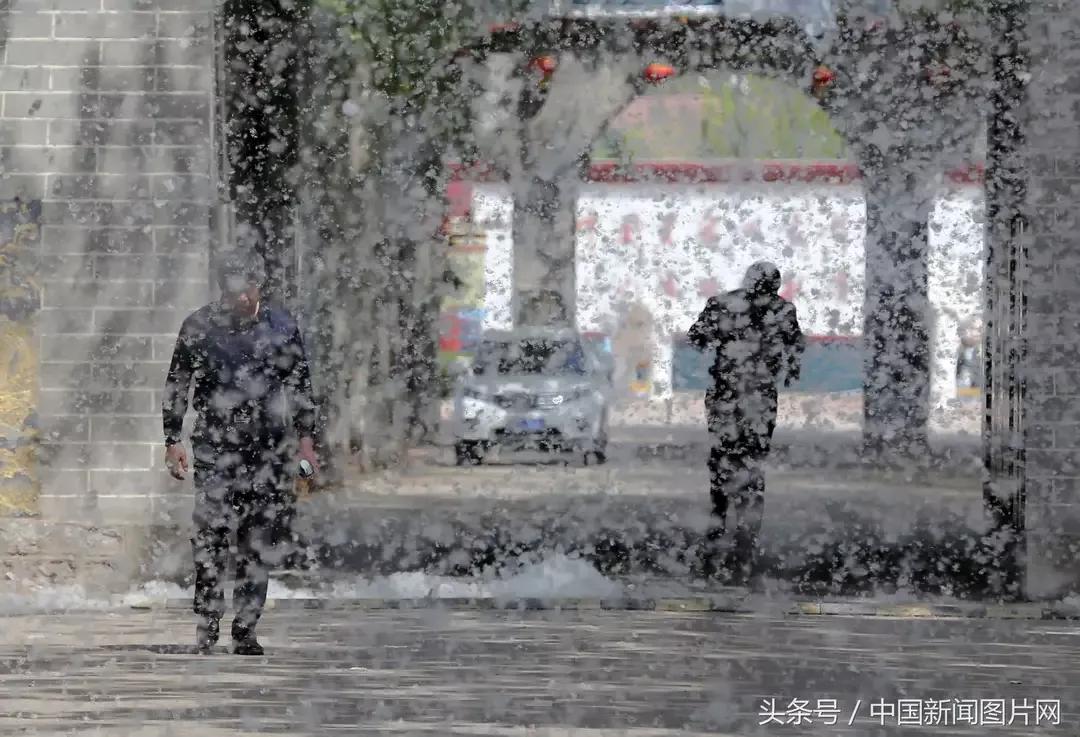 杨树的简介,杨树的全部作品