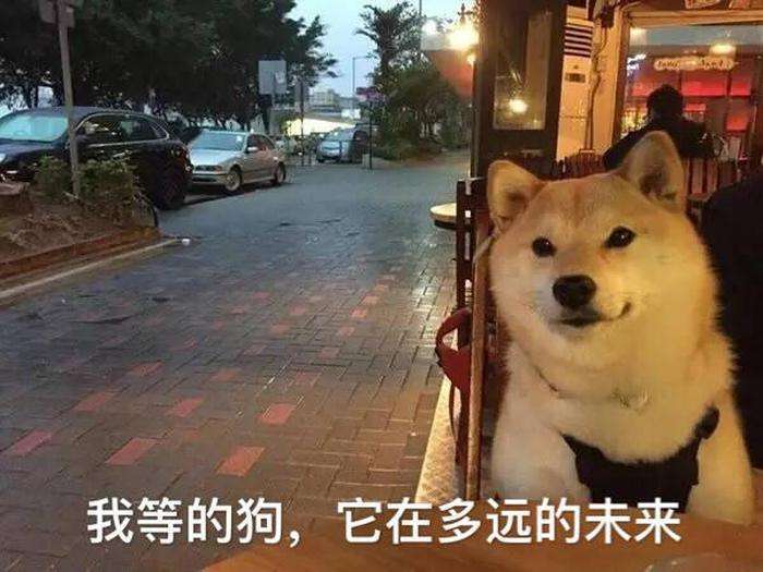 养狗新手与老手的区别,养狗为什么要养纯种犬