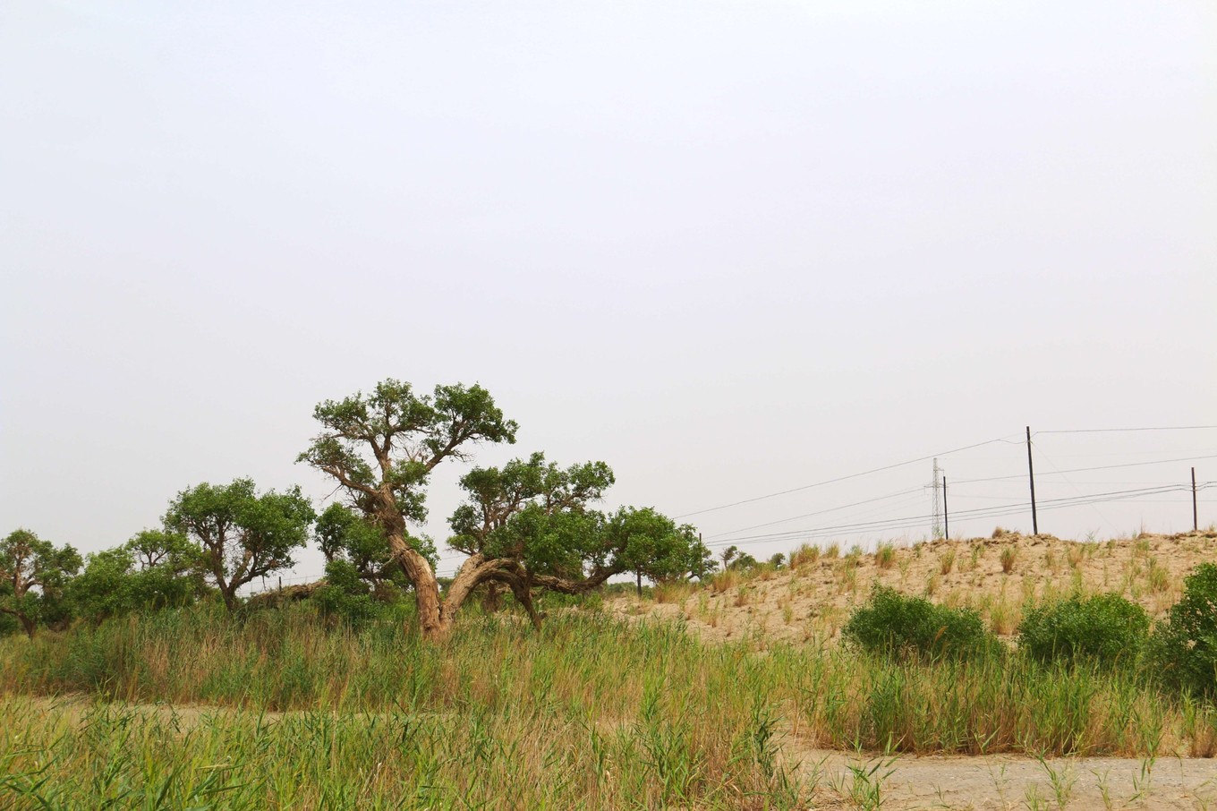 楼兰古国若羌,且末县和若羌县哪个县大