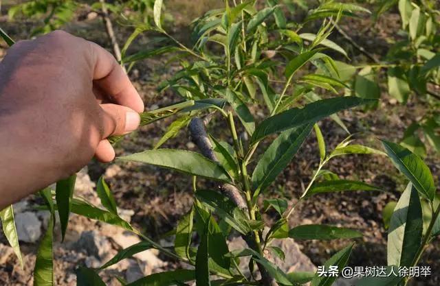 桃树修剪时间及各阶段修剪技术,大口径修剪桃树剪刀