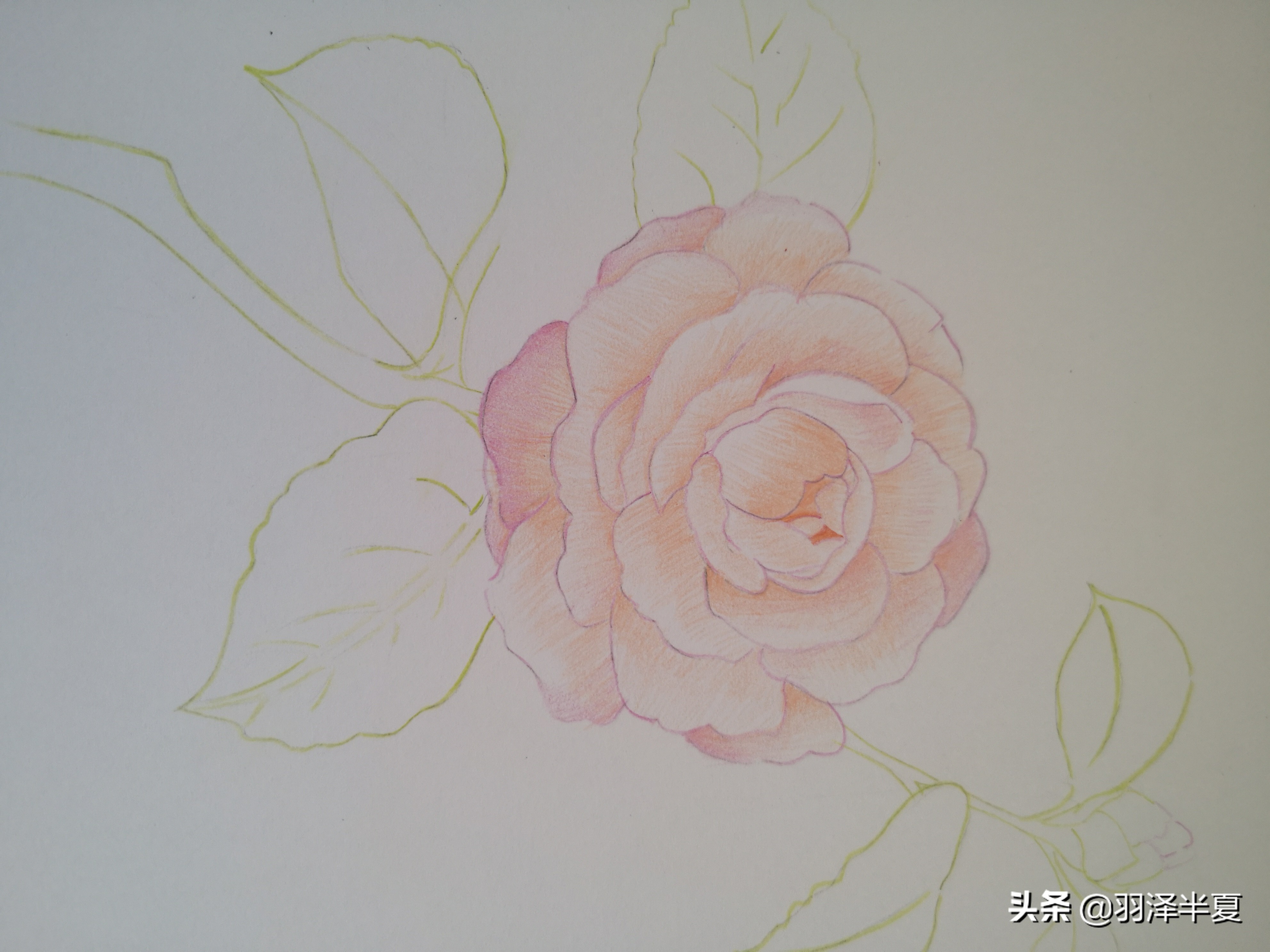 用毛笔怎么画山茶花,画一个山茶花简单漂亮的