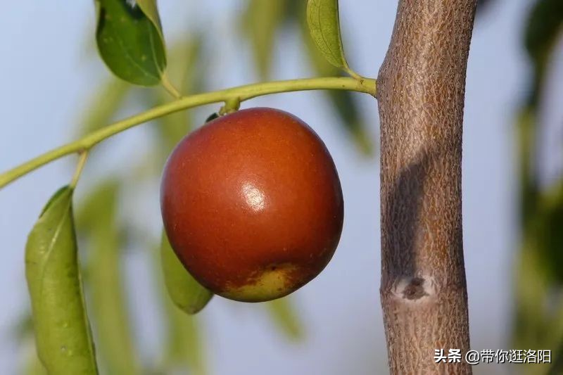 孟津5月采摘园哪个比较好,洛阳采摘攻略