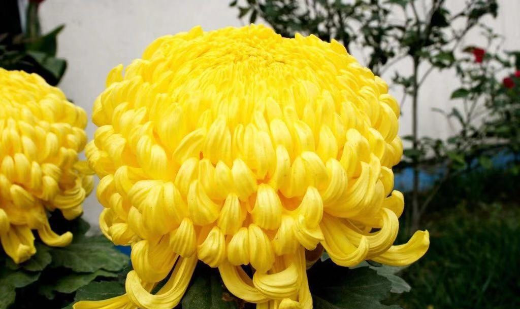 菊花酒的功效与配方,菊花酒有什么功能