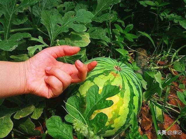 西瓜空调wifi,空调wifi沙发