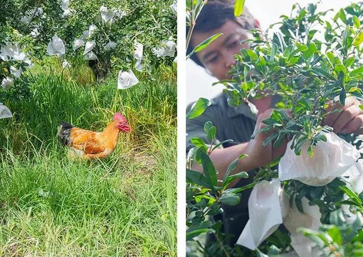 超甜不用吐籽的石榴你吃了吗,不用吐籽的石榴不白吃