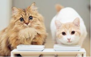 猫狗双全必备清单,猫狗主子的日常