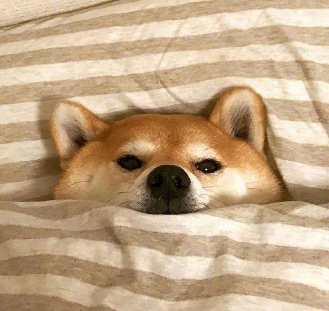 懒虫可不能翻译成lazyworm，原来是这么翻译