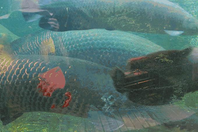 深圳青青世界有什么好玩,深圳青青世界亲子套票