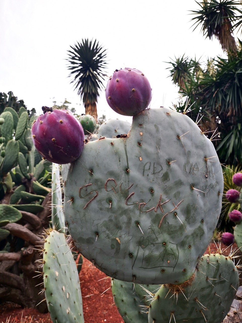 树形多肉仙人掌开花图片,仙人掌多肉植物品种大全图片