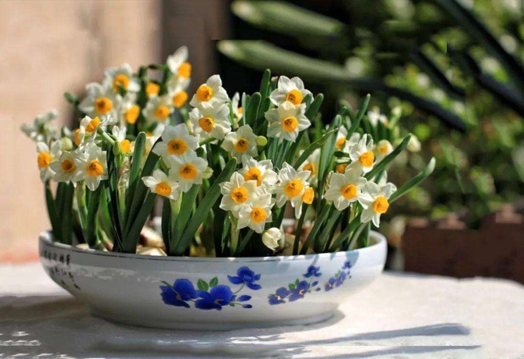 室内暖棚养花怎么养活,温度太高养花瘪了