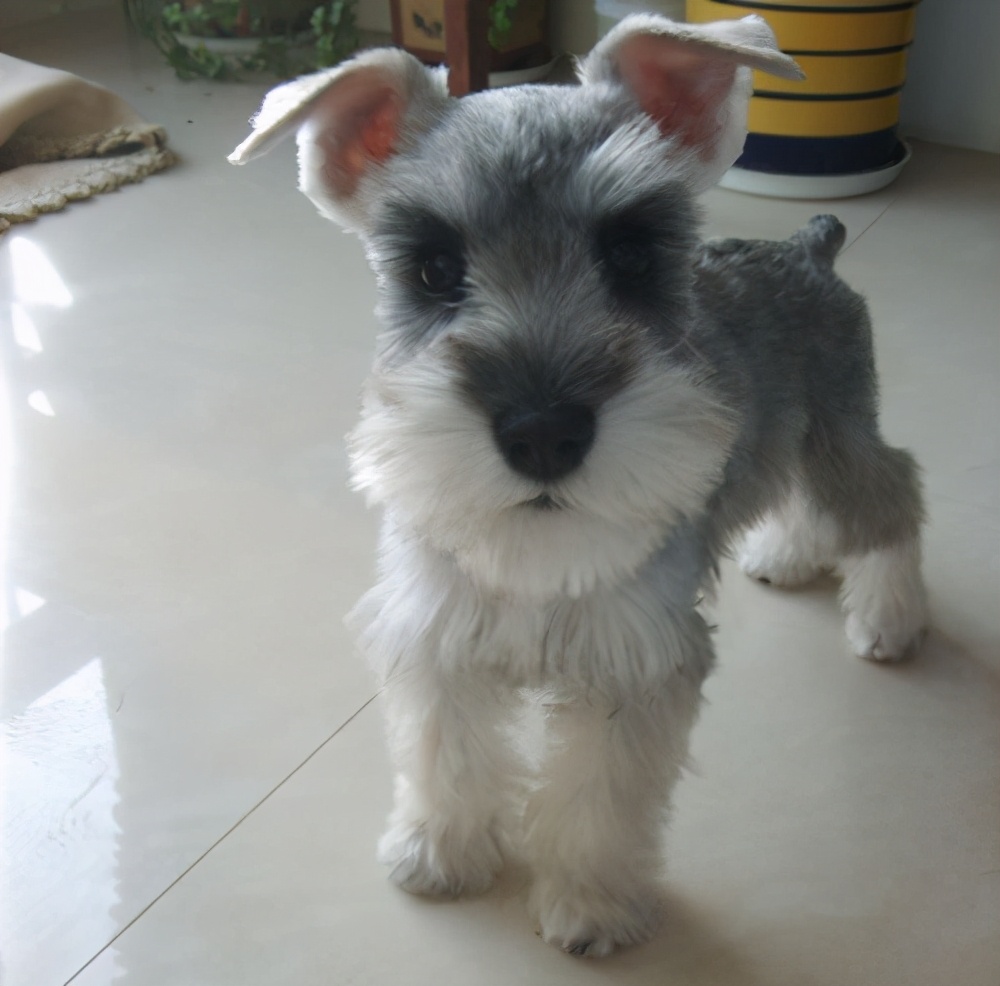 利美雪纳瑞专用狗粮是天然狗粮吗,雪纳瑞狗粮推荐排行榜前十名