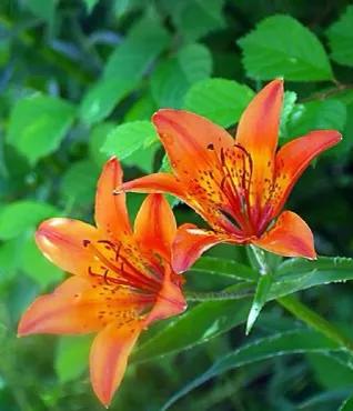 吉祥如意的百合花为您盛开