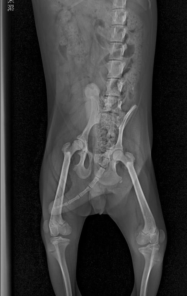 狗狗髌骨脱位最坏的后果有多严重,狗狗髌骨脱位临床症状