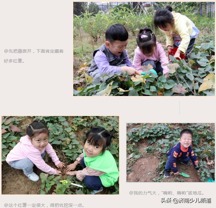 幼儿园红薯生成课活动方案,幼儿园科学教案红薯的成长过程