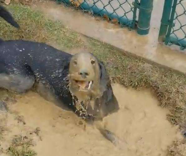 拉布拉多为什么容易被嫌弃,拉布拉多为什么不能让人省心