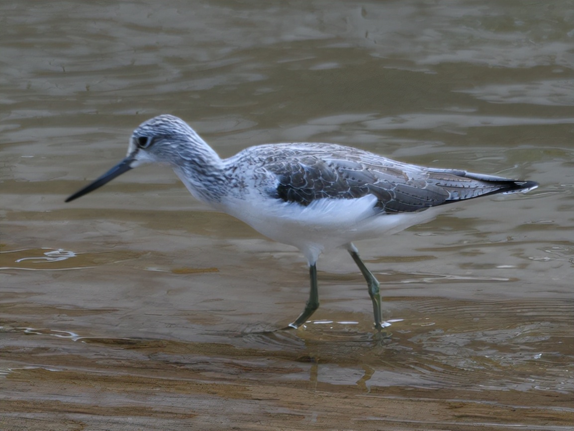 云南玉龙湖观鸟,临沧玉龙湖清晨的美景照片