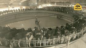 爆款限时秒杀认养一头牛,认养一头牛200ml一箱的价格