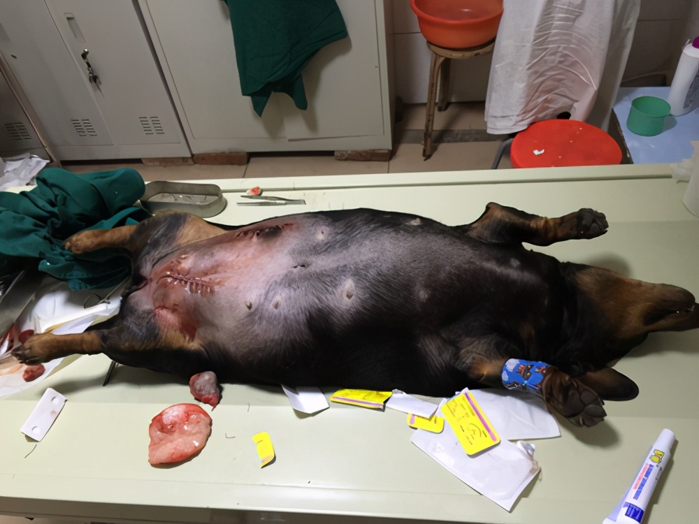 狗狗皮下脂肪瘤的特征,狗狗肿瘤长得快一定是恶性的吗