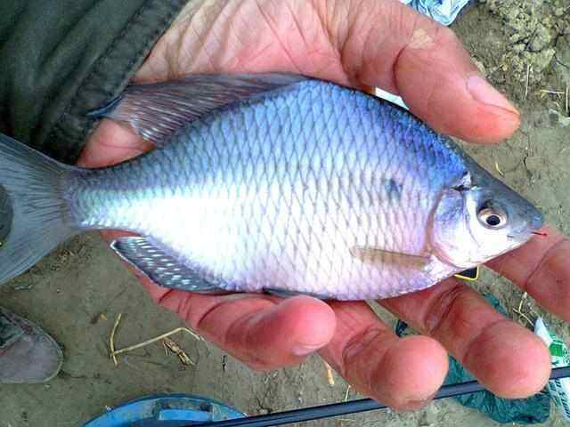 掌握钓鱼的技巧,掌握这几个野钓小技巧