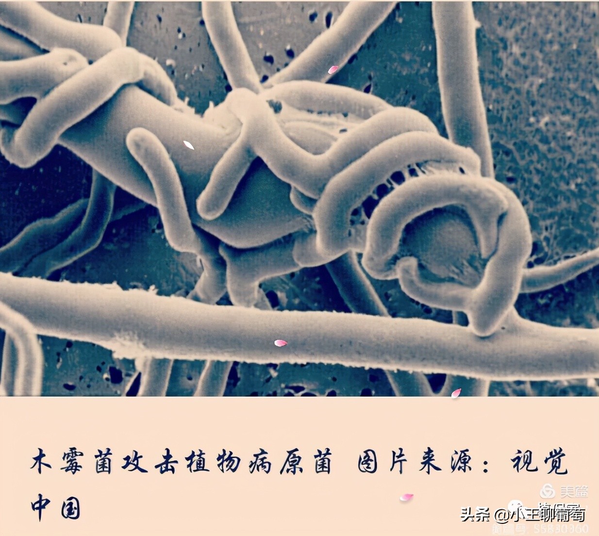 微生物菌剂治病,植物通用微生物菌剂