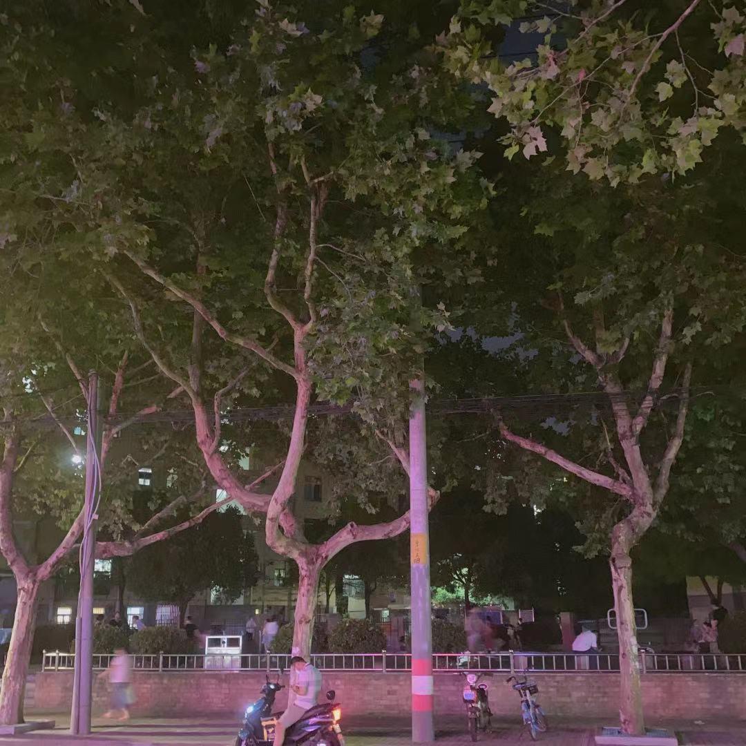 园园日记旅行,园园日记完整版