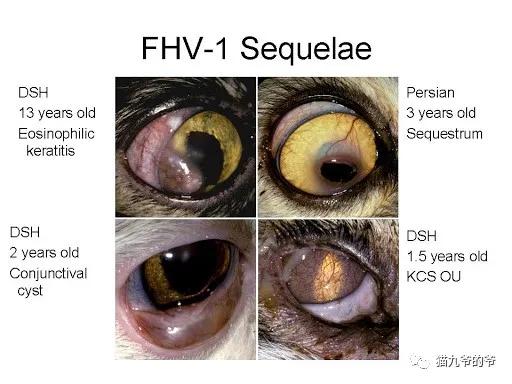 猫咪疱疹病毒和猫鼻支症状一样吗,猫疱疹病毒每只猫都有吗