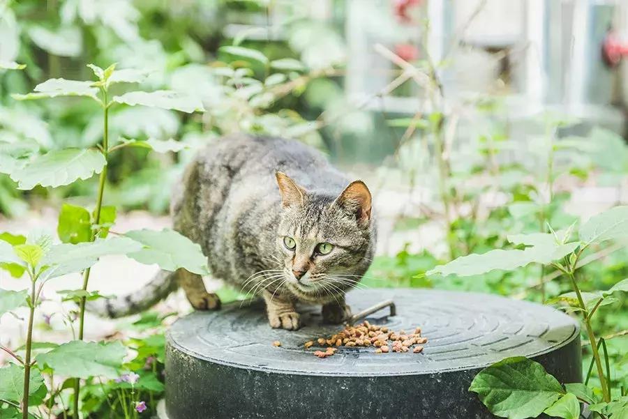 致每一位爱宠人，请了解下困难重重的TNR