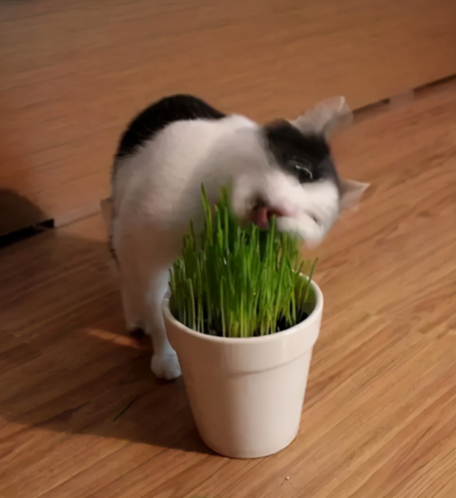 猫咪呕吐的原因及处理方法图解,猫咪呕吐没消化的猫粮如何处理