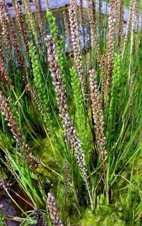 在水一方植物园,在水一方花卉